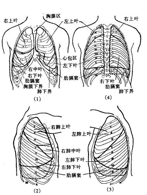 胸部位置|肺部